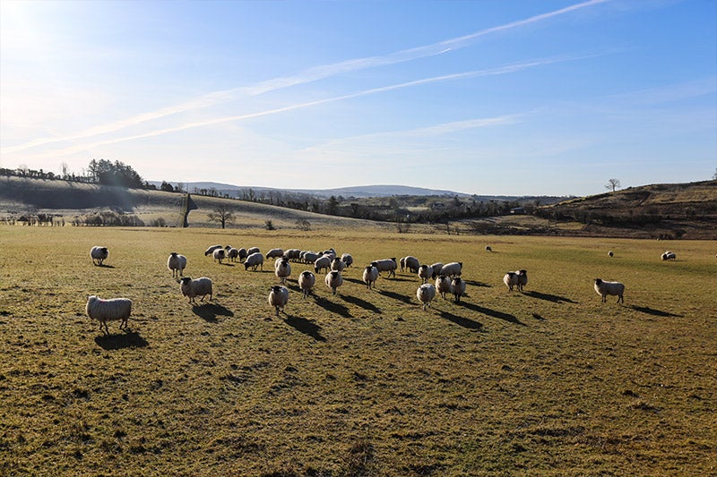 Bilder von der Weberei Magee in Donegal, Irland